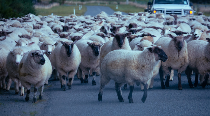 En Nouvelle-Zélande, je vais voir plein d’animaux